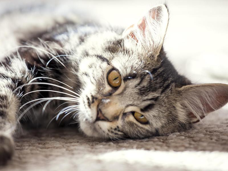 20 Best Boy Cat Names Always Pets