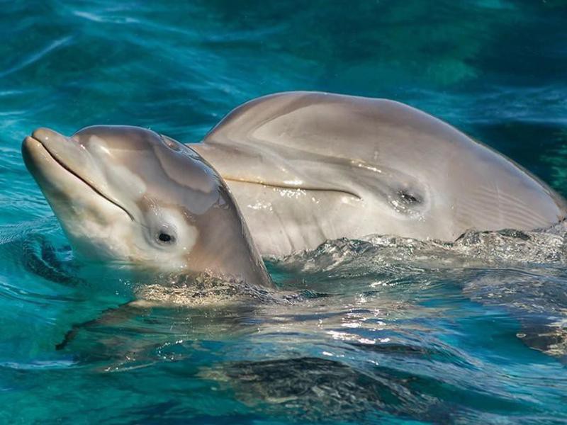 50 Fascinating Facts About Dolphins | Always Pets