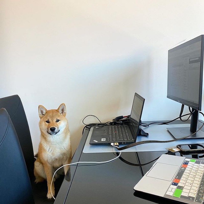 Hilarious Pictures of Dogs Working From Home | Work + Money