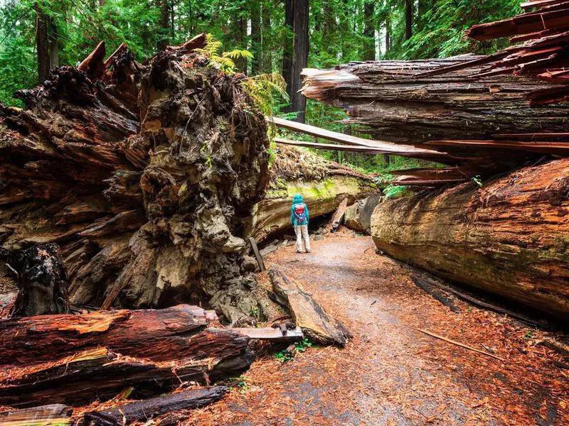 These 25 Famous Forests Are the Most Beautiful in the World | Far & Wide