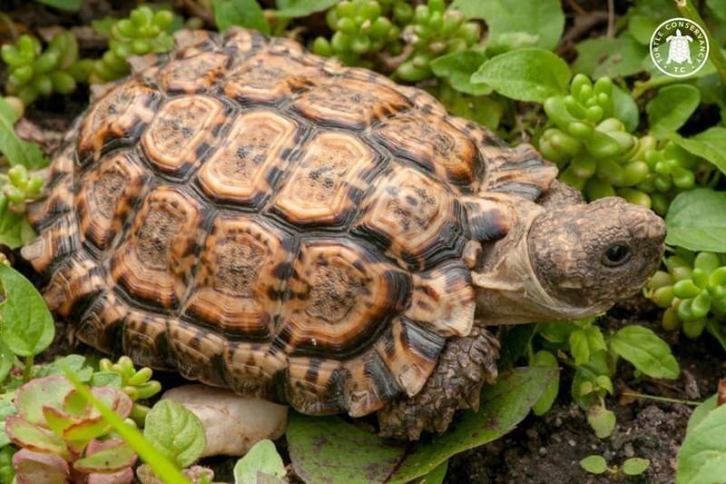 35 Smallest Animals in the World | Always Pets