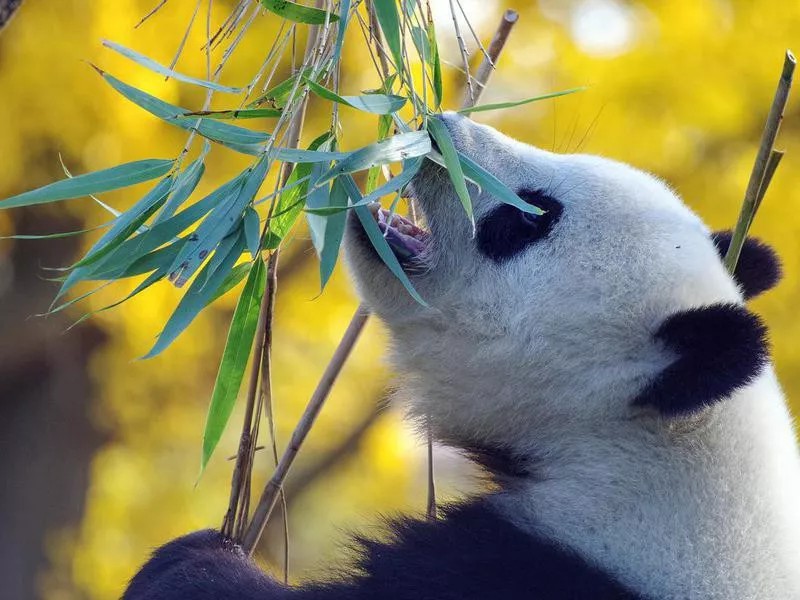 25 Facts About Cute Pandas You Won't Believe | Always Pets