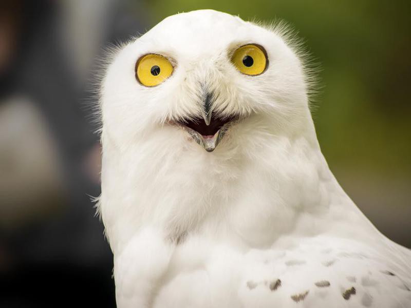 30 Facts About Owls You Always Wanted to Know | Always Pets