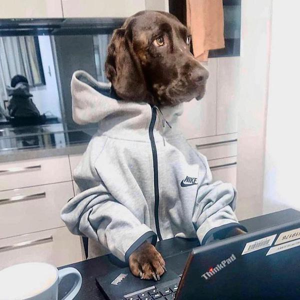 Hilarious Pictures of Dogs Working From Home