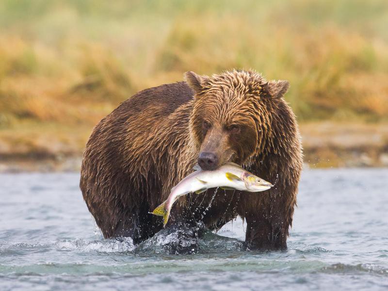 The Most Dangerous Animals on Earth | Far & Wide