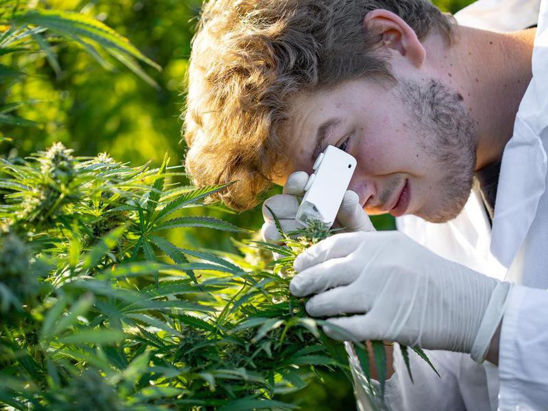 Cannabis Chemistry Jobs