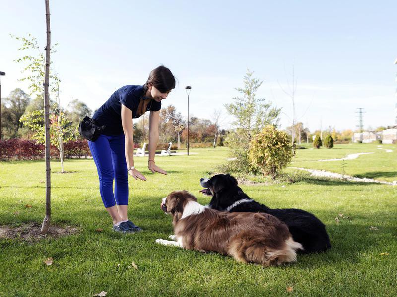 Fetching Careers: 16 Jobs Where You Can Work With Dogs | Work + Money