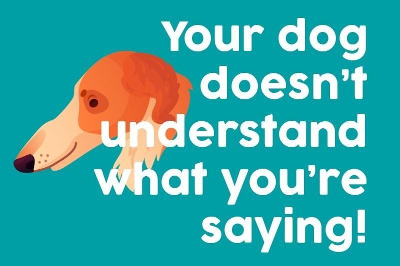 40 Phrases Not to Say to Dog Owners | Always Pets