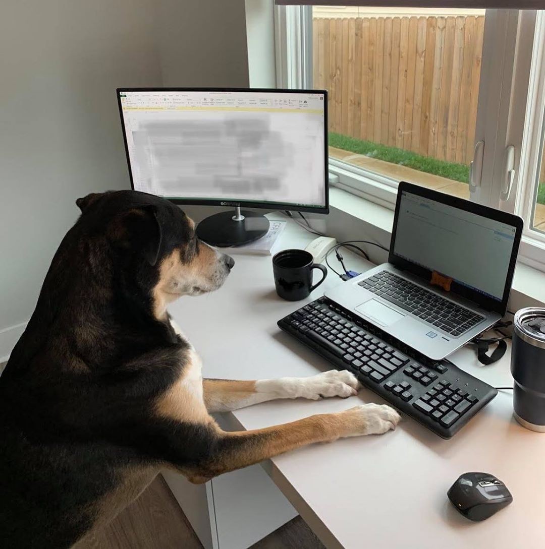 Hilarious Pictures of Dogs Working From Home | Work + Money