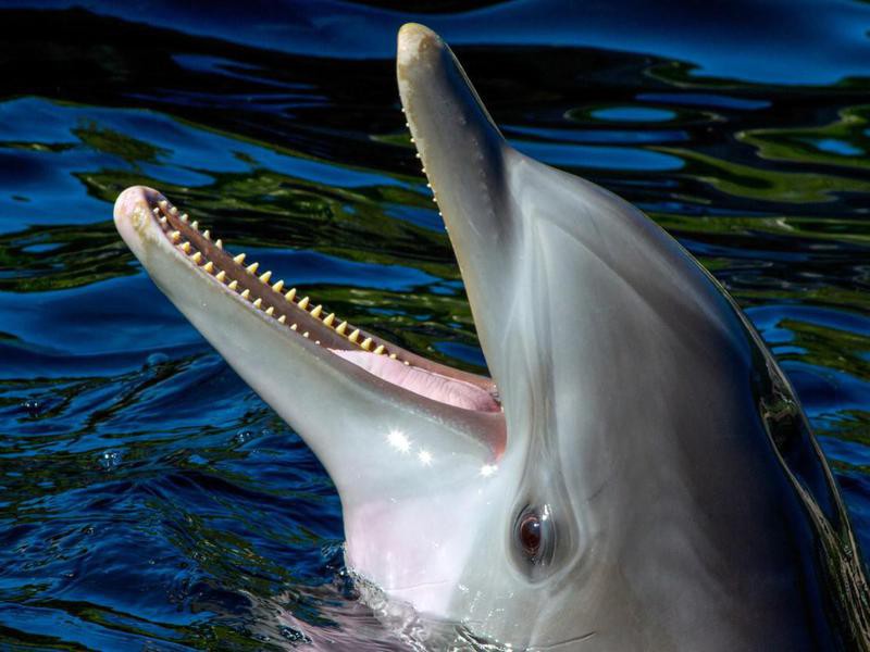 50 Fascinating Facts About Dolphins Always Pets