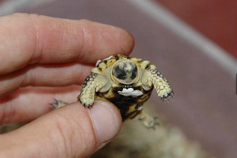 35 Smallest Animals in the World | Always Pets