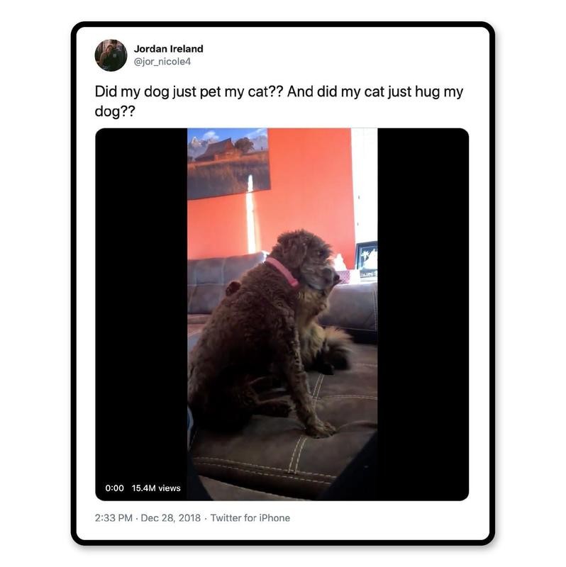 Funniest Tweets From Pet Owners | Always Pets