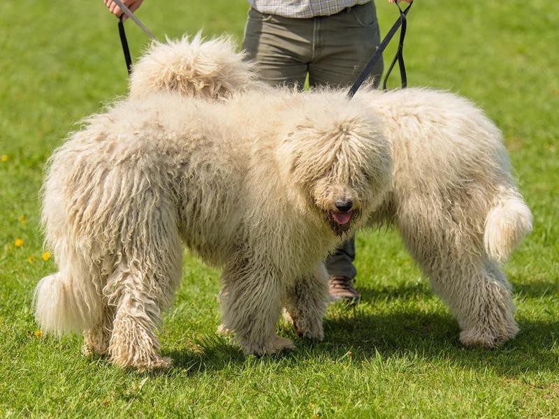 50 Velcro Dog Breeds That Are Extra Clingy (and Loyal) FamilyMinded