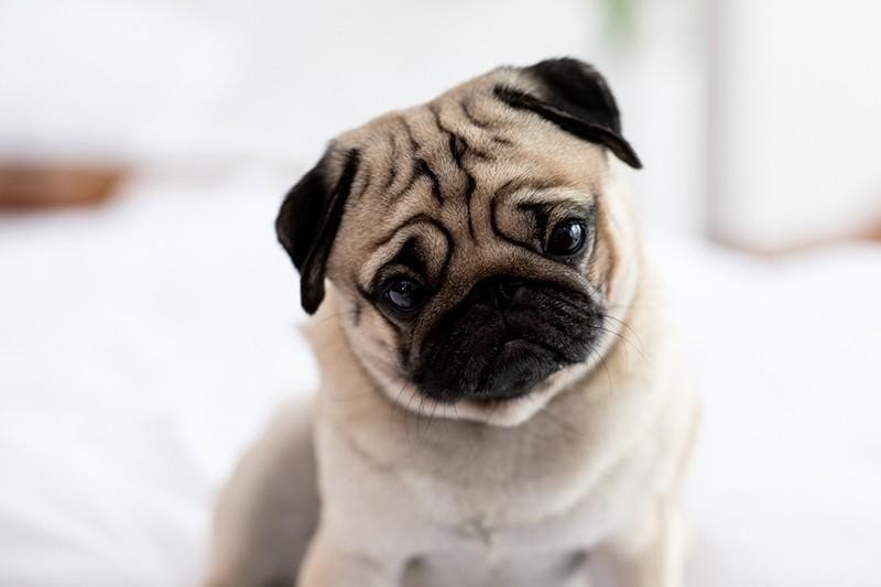 31 Fascinating Facts That Prove Pugs Are Special | Always Pets