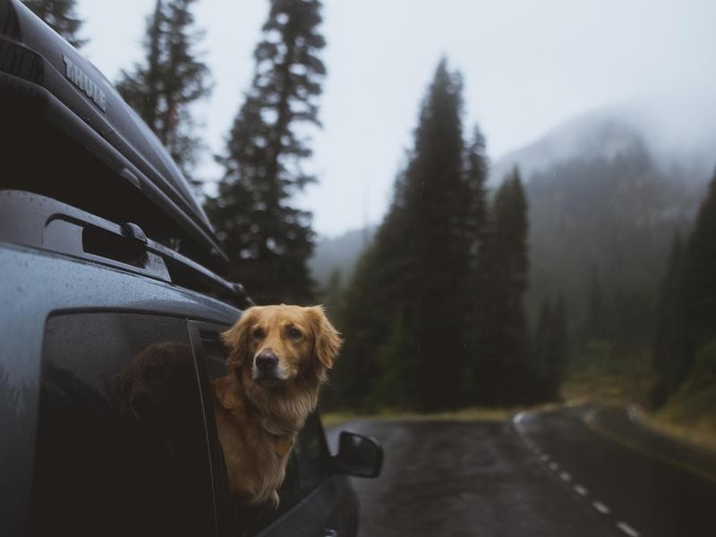 Most Dog-Friendly National Parks in the U.S. | Always Pets