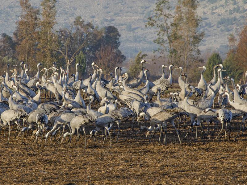 Where to Spot the World's Most Remarkable Birds | Far & Wide