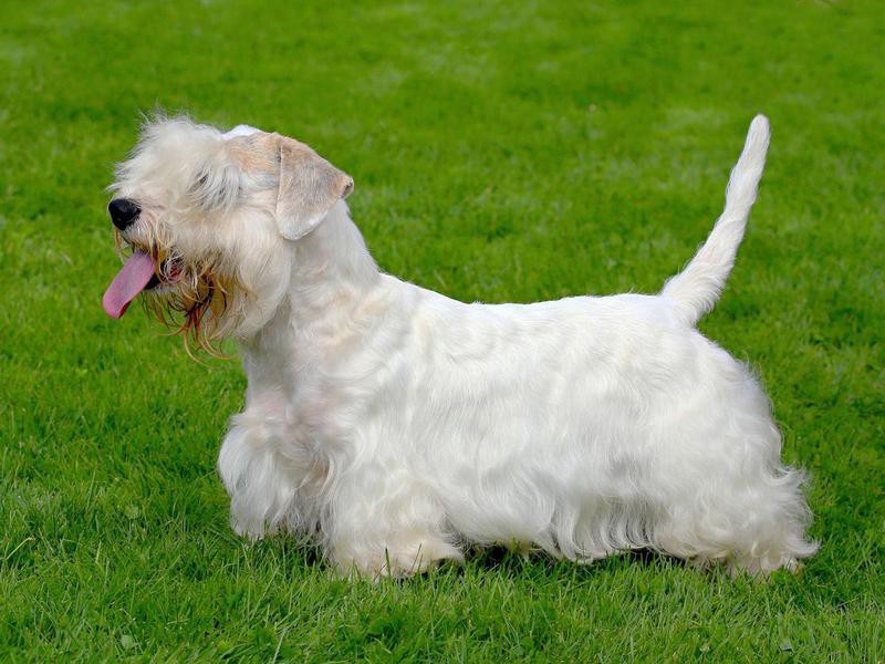 50 Best Hypoallergenic Dog Breeds | FamilyMinded