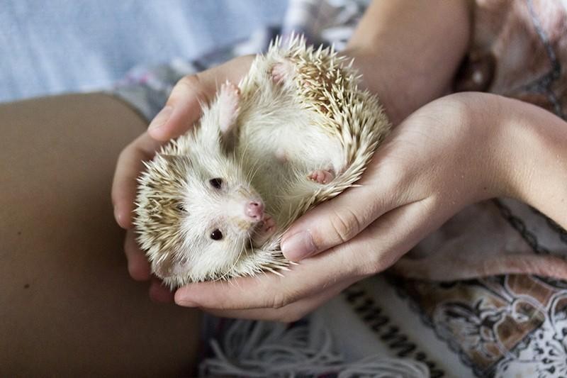 15 Unusual Small Pets for Kids to Own Always Pets