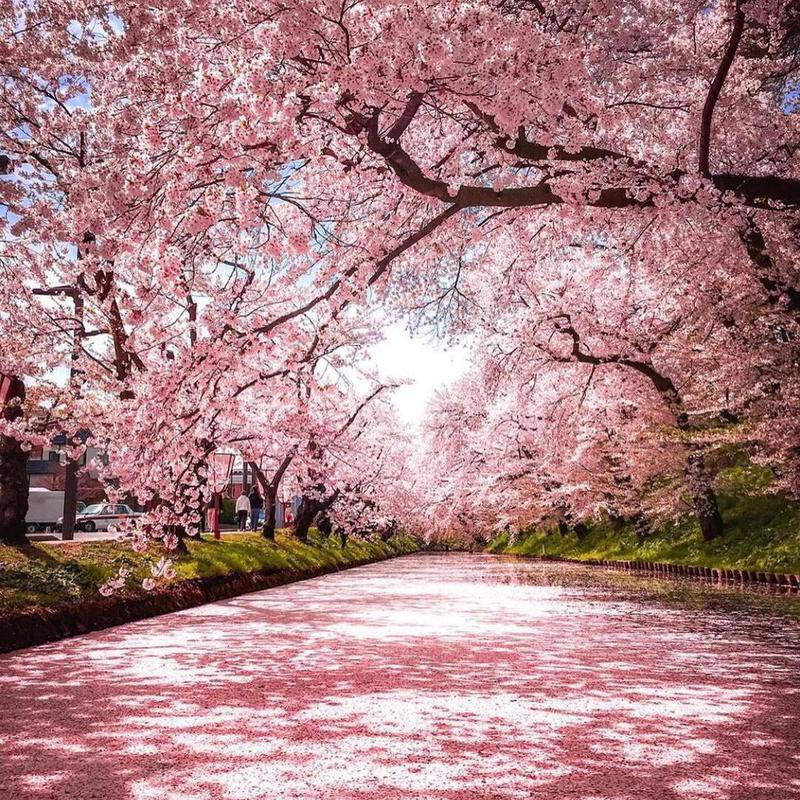 Stunning Pictures of Cherry Blossoms — With Facts | Far & Wide