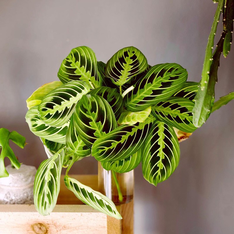 25 Best Pet-Friendly Plants | Always Pets