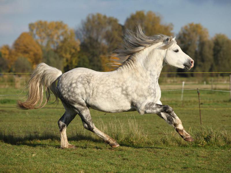 25 Most Popular Horse Breeds Loved the World Over | Always Pets