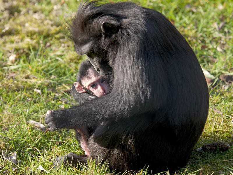 14 of the Best and Worst Animal Moms on the Planet | FamilyMinded