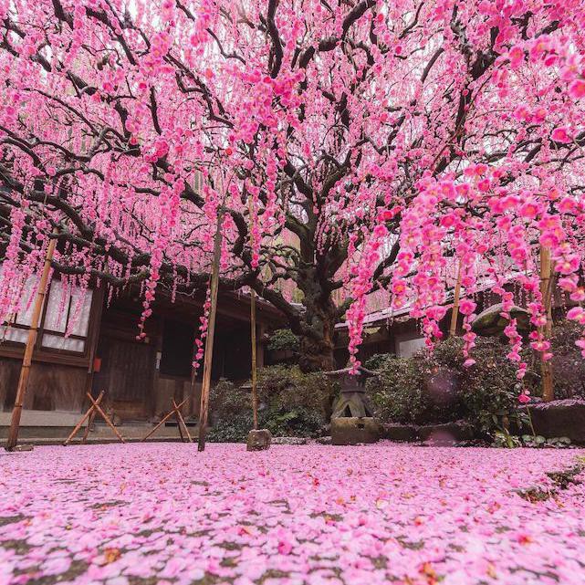 Stunning Pictures of Cherry Blossoms — With Facts | Far & Wide