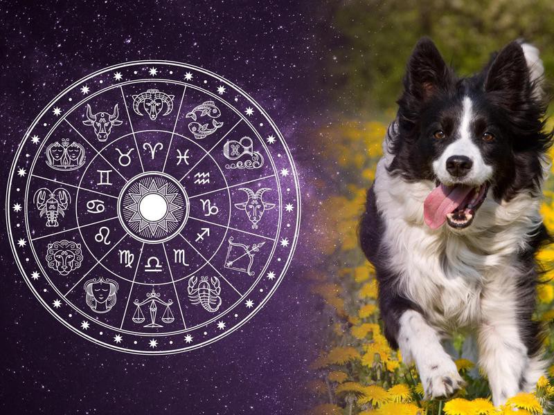 Best Dog Breeds for All 12 Horoscope Signs | FamilyMinded