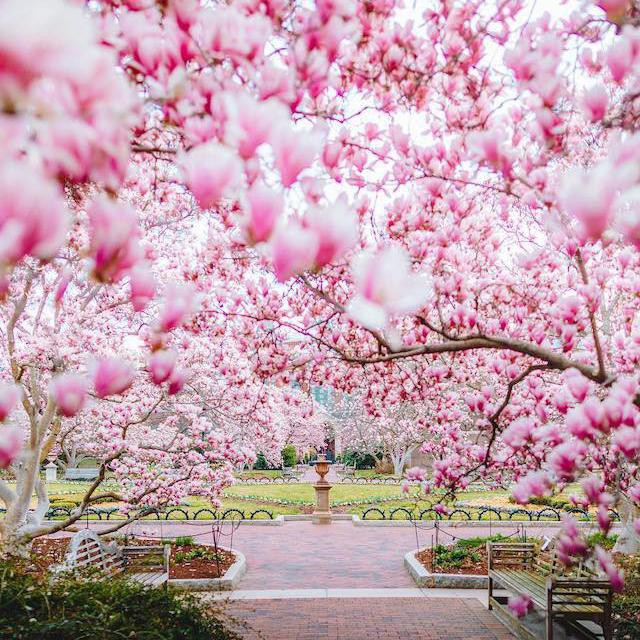 Stunning Pictures of Cherry Blossoms — With Facts | Far & Wide