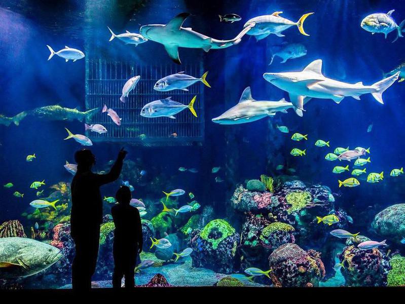 35 Best Aquariums in America, Ranked Always Pets