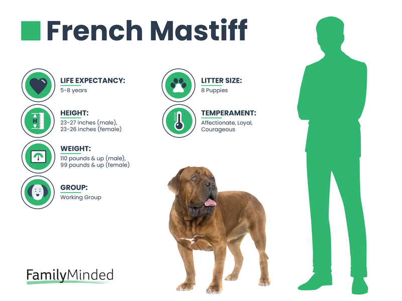 Dog Breeds With The Shortest Lifespans Familyminded