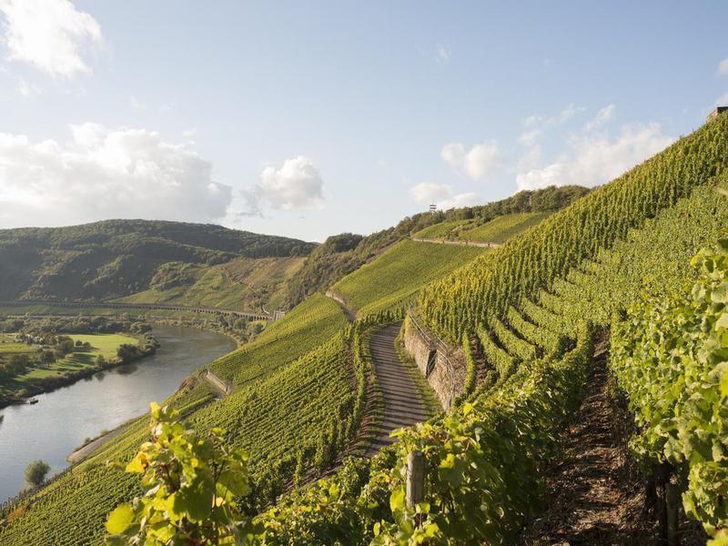 The World’s 15 Best Wine Countries, Ranked Far & Wide