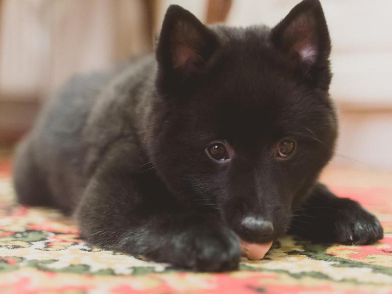 25 Cutest Black Dog Breeds You'll Want to Snuggle | Always Pets