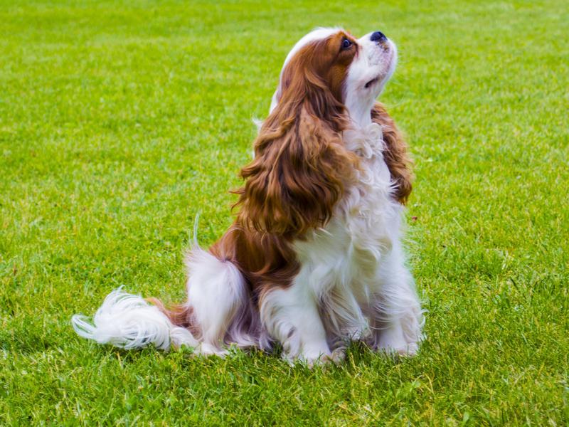 Family-Friendly Dog Breeds | Always Pets