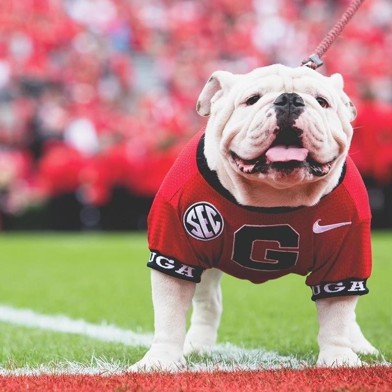 Sports Mascots That Are Real-Life Animals | Always Pets