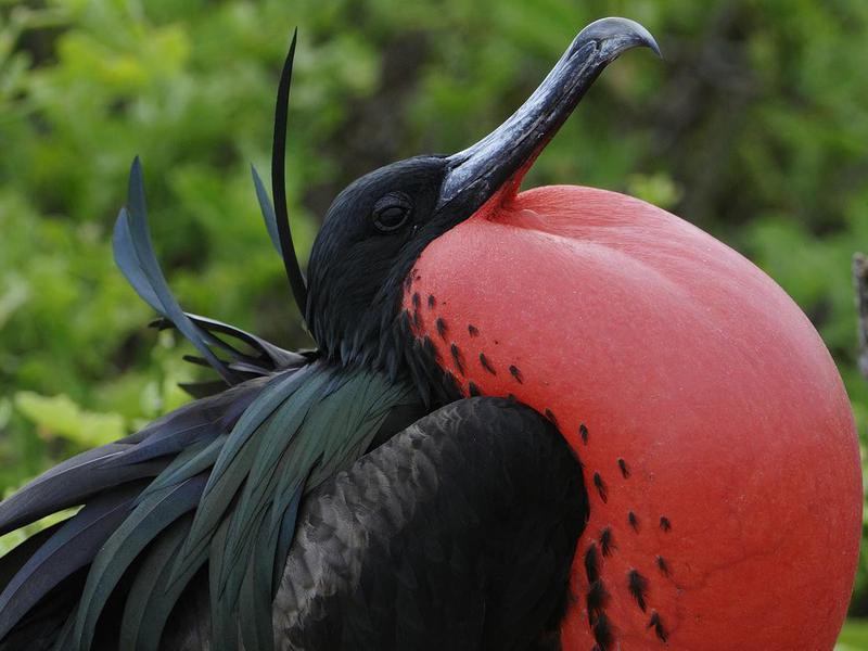 25 Weird Birds You Never Knew Existed | Always Pets