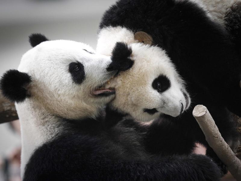 25 Facts About Cute Pandas You Won't Believe | Always Pets