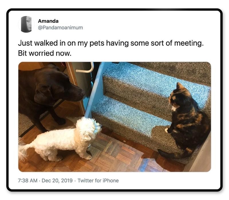 Funniest Tweets From Pet Owners | Always Pets
