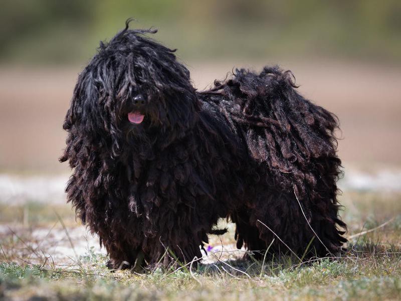 25 Cutest Black Dog Breeds You'll Want to Snuggle | Always Pets