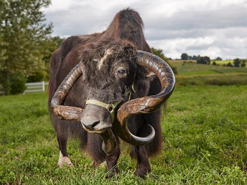 27 Amazing, Record-Breaking Animals | Always Pets