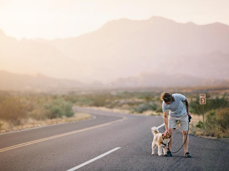 Most Dog-Friendly National Parks in the U.S. | Always Pets