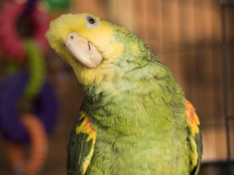 these-expensive-birds-are-as-cool-as-it-gets-always-pets