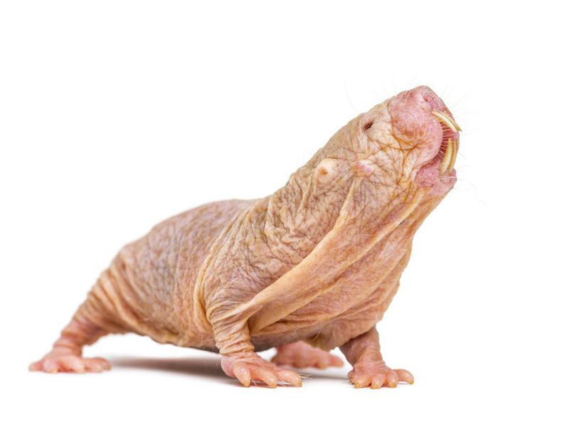 rufus naked mole rat stuffed animal