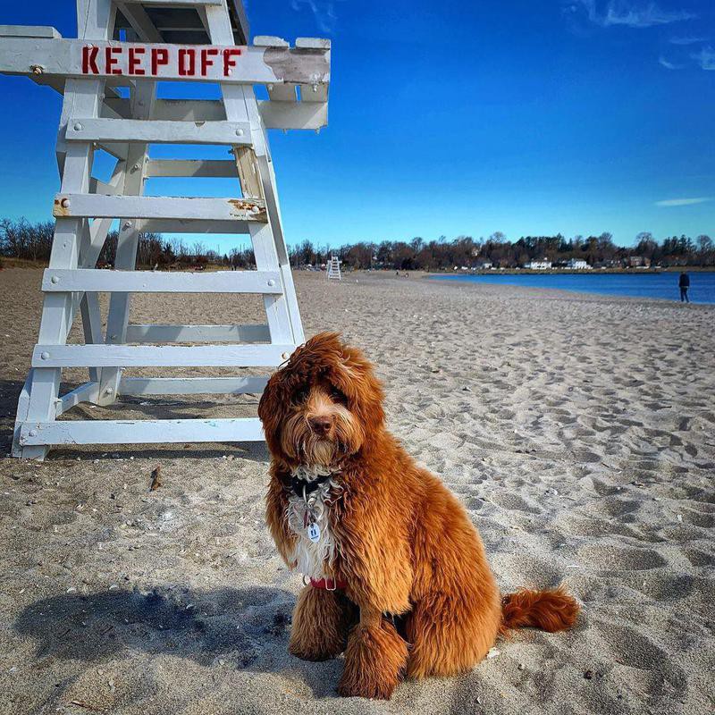 30-pet-friendly-beach-towns-that-will-welcome-your-dog-always-pets