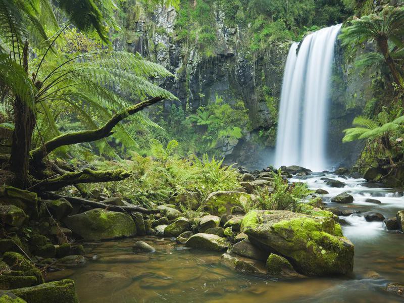 These 25 Famous Forests Are the Most Beautiful in the World | Far & Wide