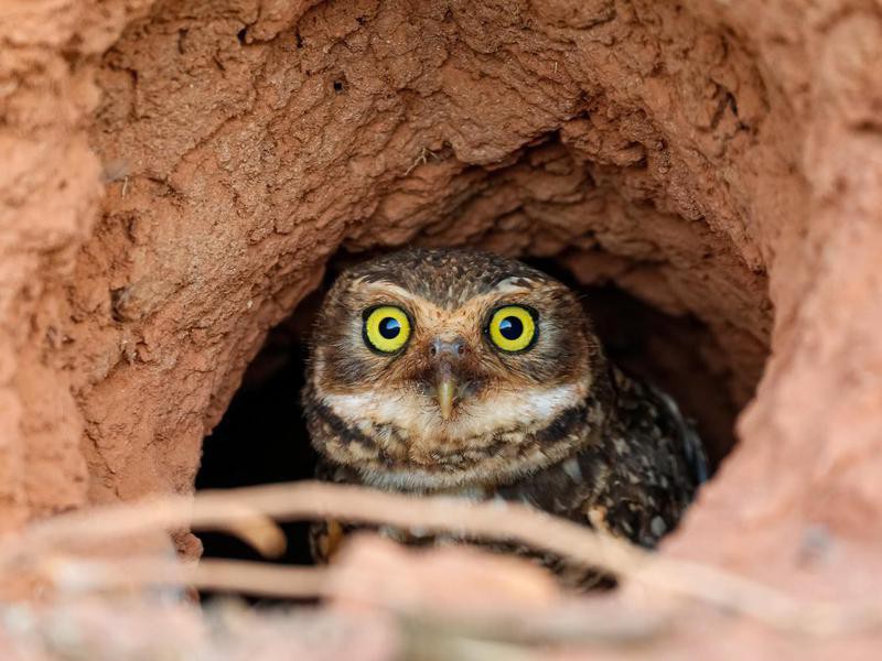 30 Facts About Owls You Always Wanted to Know | Always Pets