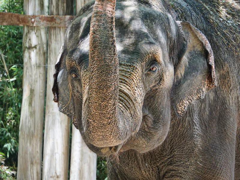 10 Worst Zoos in the U.S. | Always Pets