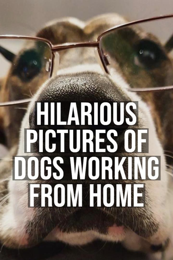 Hilarious Pictures of Dogs Working From Home | Work + Money