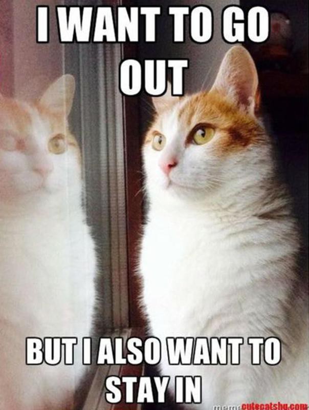 Cat Memes So Funny We Could Just Cry Always Pets