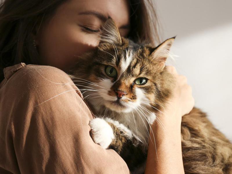 25-emotional-support-cat-breeds-that-double-as-therapists-always-pets